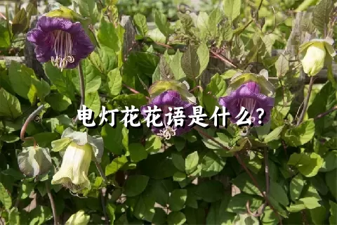 电灯花花语是什么？