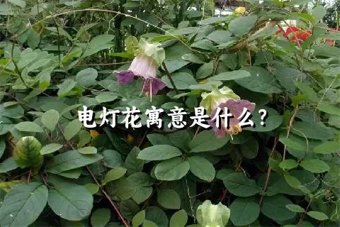 电灯花寓意是什么？