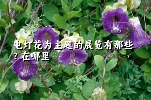 电灯花为主题的展览有那些？在哪里