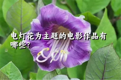 电灯花为主题的电影作品有哪些？