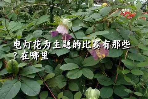 电灯花为主题的比赛有那些？在哪里