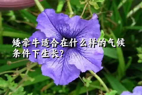 矮牵牛适合在什么样的气候条件下生长？