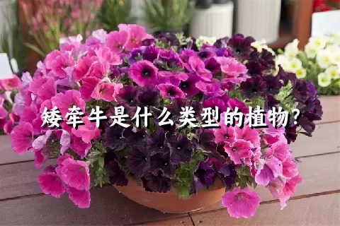 矮牵牛是什么类型的植物？