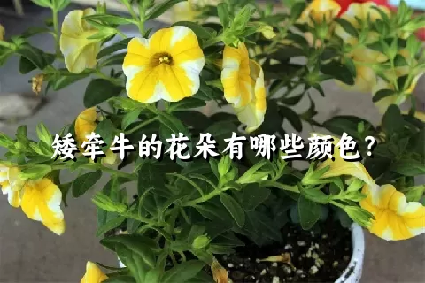 矮牵牛的花朵有哪些颜色？