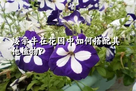 矮牵牛在花园中如何搭配其他植物？