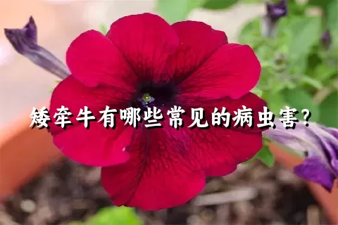 矮牵牛有哪些常见的病虫害？