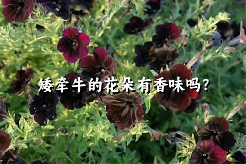 矮牵牛的花朵有香味吗？