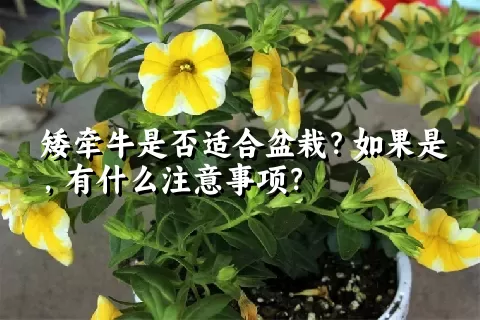 矮牵牛是否适合盆栽？如果是，有什么注意事项？