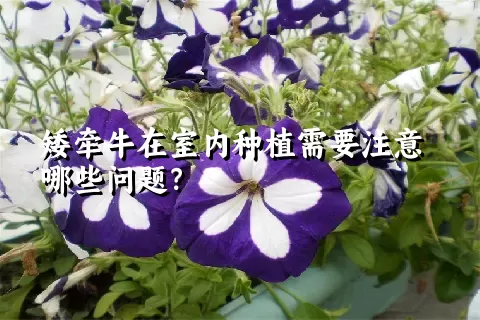 矮牵牛在室内种植需要注意哪些问题？