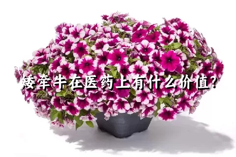 矮牵牛在医药上有什么价值？