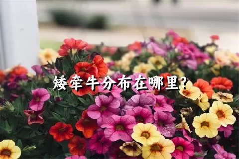 矮牵牛分布在哪里?