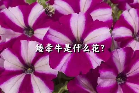 矮牵牛是什么花？