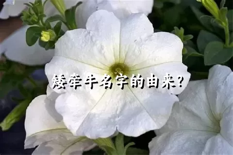 矮牵牛名字的由来？