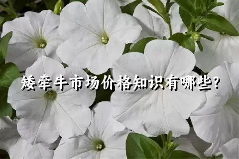 矮牵牛市场价格知识有哪些？