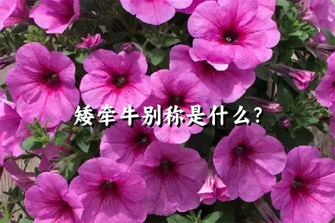 矮牵牛别称是什么？