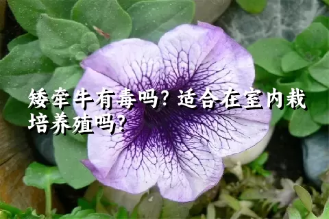 矮牵牛有毒吗？适合在室内栽培养殖吗？