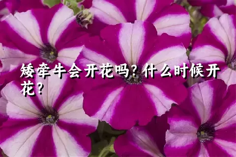 矮牵牛会开花吗？什么时候开花？