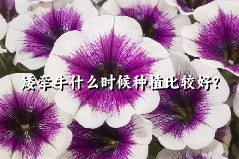 矮牵牛什么时候种植比较好？