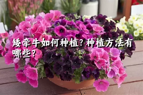 矮牵牛如何种植？种植方法有哪些？