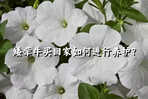 矮牵牛买回家如何进行养护？