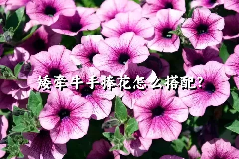 矮牵牛手捧花怎么搭配？