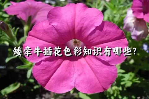 矮牵牛插花色彩知识有哪些？