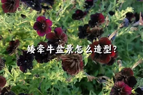 矮牵牛盆景怎么造型？