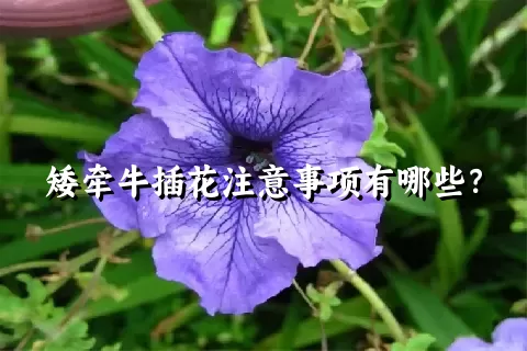 矮牵牛插花注意事项有哪些？