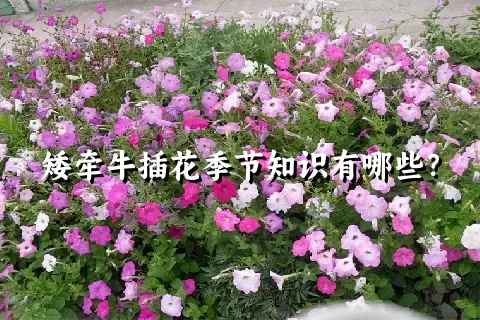 矮牵牛插花季节知识有哪些？