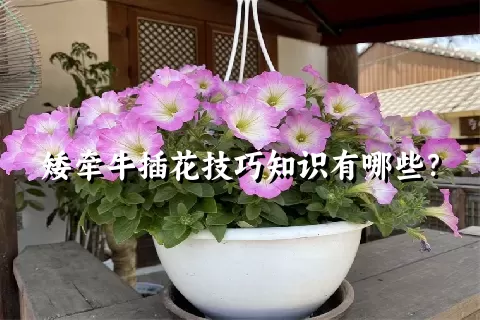 矮牵牛插花技巧知识有哪些？