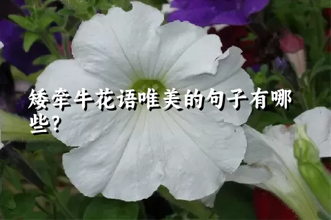 矮牵牛花语唯美的句子有哪些？