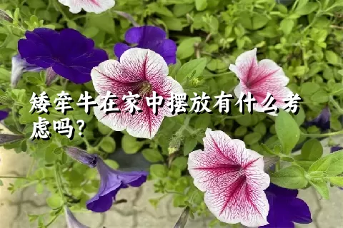 矮牵牛在家中摆放有什么考虑吗？