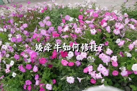 矮牵牛如何修枝？