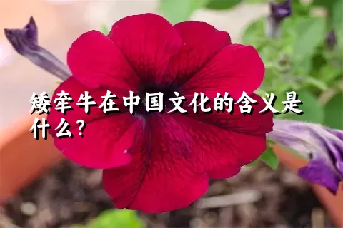 矮牵牛在中国文化的含义是什么？