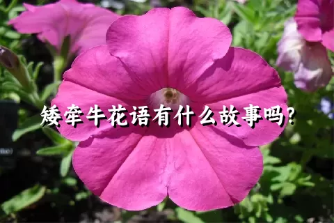 矮牵牛花语有什么故事吗？