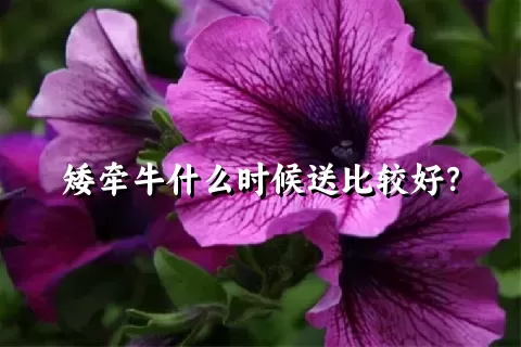 矮牵牛什么时候送比较好？