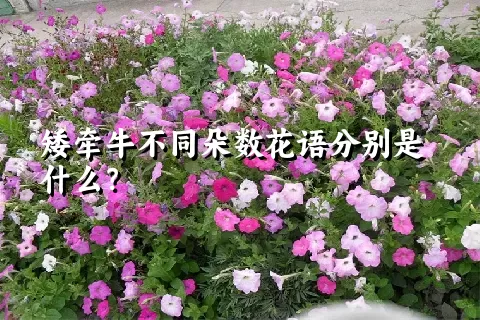 矮牵牛不同朵数花语分别是什么？