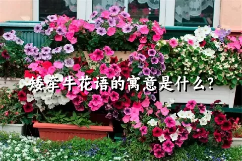 矮牵牛花语的寓意是什么？