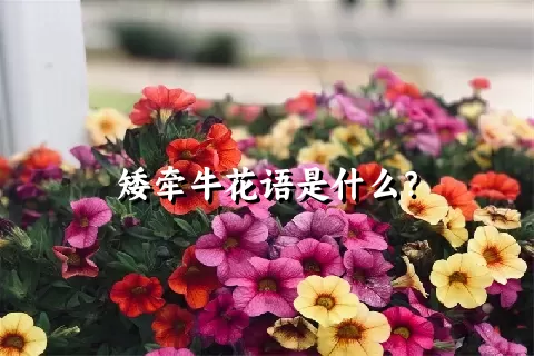 矮牵牛花语是什么？