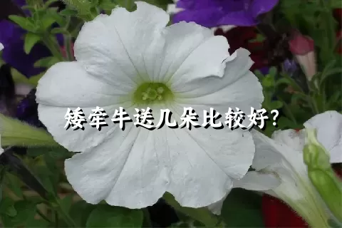 矮牵牛送几朵比较好？