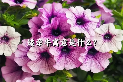 矮牵牛寓意是什么？