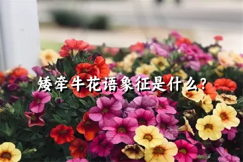 矮牵牛花语象征是什么？