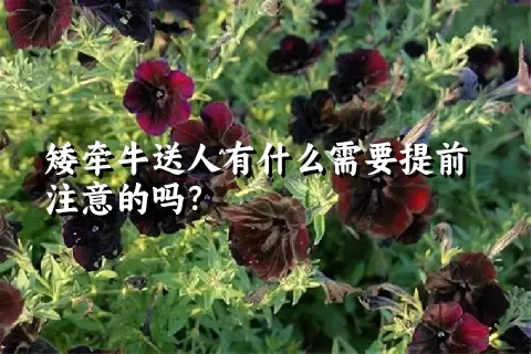 矮牵牛送人有什么需要提前注意的吗？