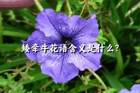 矮牵牛花语含义是什么？