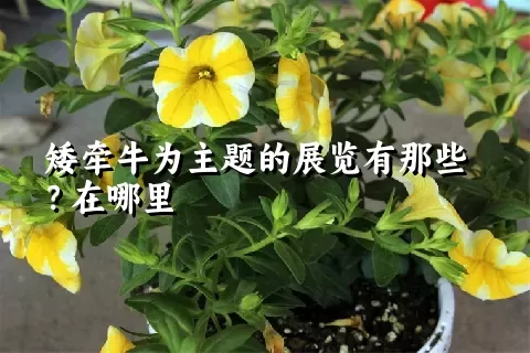 矮牵牛为主题的展览有那些？在哪里