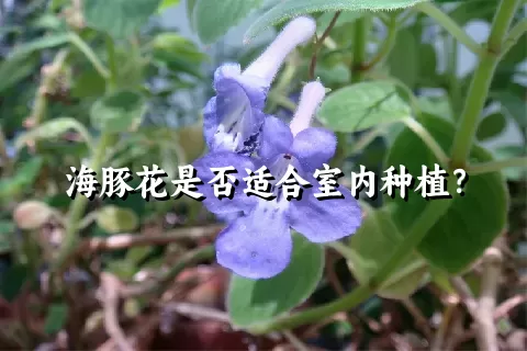 海豚花是否适合室内种植？