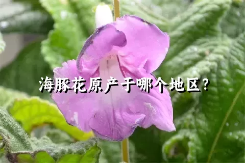 海豚花原产于哪个地区？