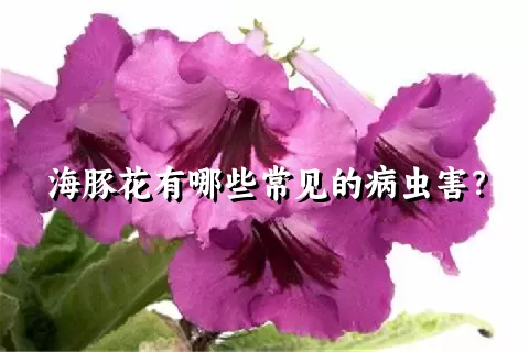 海豚花有哪些常见的病虫害？