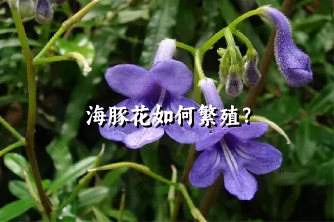 海豚花如何繁殖？