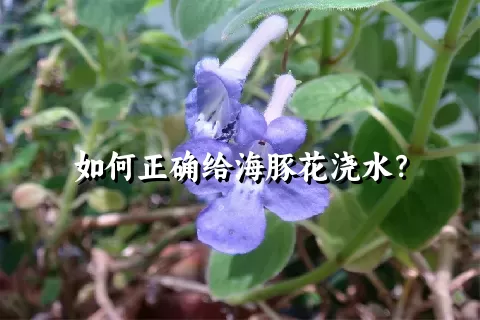 如何正确给海豚花浇水？